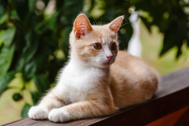 Sevimli kırmızı tüylü yavru kedi