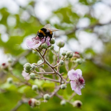 Böğürtlen'in çiçek açan dalı. Doğal bir arka plan üzerinde çiçekler ile Böğürtlen dalı. Bahçede Berry bitkileri