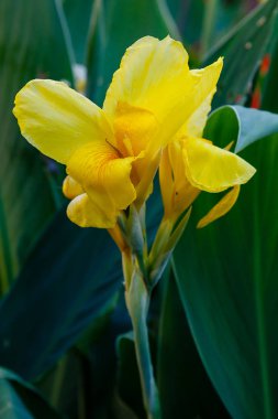 Zambak çiçekleri. Lily, Lily familyasından bir bitki cinsidir. Soğanlı çok yıllık otlar