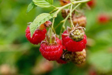doğal arka planda ahududu Bush üzerinde ahududu. Bahçede büyüyen ahududu