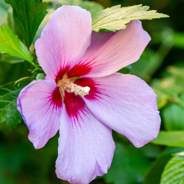 Bahçede ebegümeci çiçeği (Hibiscus gül sinensis). Karkade tropikal bahçe.