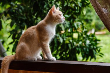 Sevimli kırmızı tüylü yavru kedi