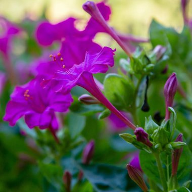 Mirabilis jalapa veya yaz bahçesinde Four o Clock güzel çiçekler. Renkli çiçek arka plan