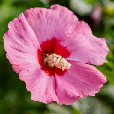 Bahçede ebegümeci çiçeği (Hibiscus gül sinensis). Karkade tropikal bahçe.