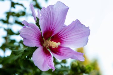 Bahçede ebegümeci çiçeği (Hibiscus gül sinensis). Karkade tropikal bahçe.