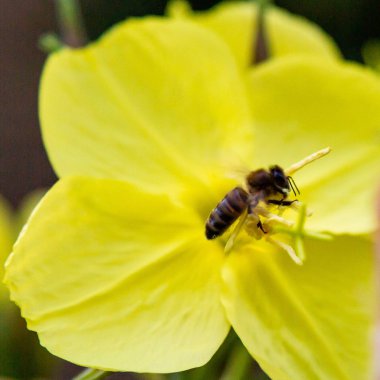 Akşam, gece mumu (lat. Oenothera) Selvi ailesinin bitkilerin bir cinstir (Onagraceae)