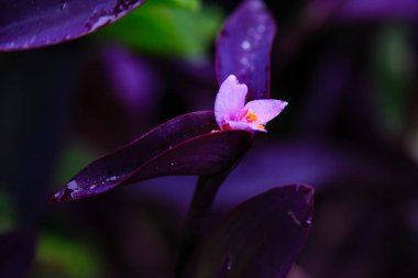 Mor Kalp çiçeği, yaklaş.