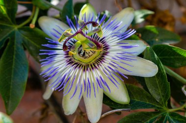 Mavi çiçek veya Passiflora (Passiflora caerulea) içinde tropikal bahçe bırakır. Güzel tutku meyve çiçek ya da Passiflora (Passifloraceae). Passiflora 550 türler bir cinsidir. Evergreen tropik sarmaşık