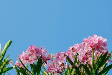 oleander Oleander çiçekleri büyük bir tropikal bitkidir. Güzel çiçek tropikal arka plan