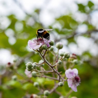 Böğürtlen'in çiçek açan dalı. Doğal bir arka plan üzerinde çiçekler ile Böğürtlen dalı. Bahçede Berry bitkileri