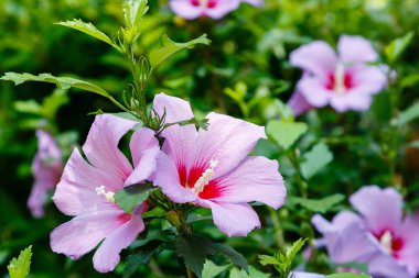 Bahçede ebegümeci çiçeği (Hibiscus gül sinensis). Karkade tropikal bahçe.
