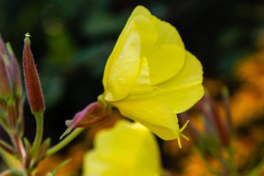 Akşam, gece mumu (lat. Oenothera) Selvi ailesinin bitkilerin bir cinstir (Onagraceae)