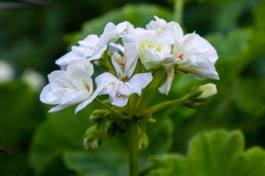 Bahçede sardunya pratense.