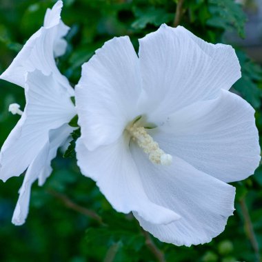 Bahçede ebegümeci çiçeği (Hibiscus gül sinensis). Karkade tropikal bahçe.