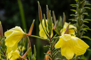 Akşam, gece mumu (lat. Oenothera) Selvi ailesinin bitkilerin bir cinstir (Onagraceae)