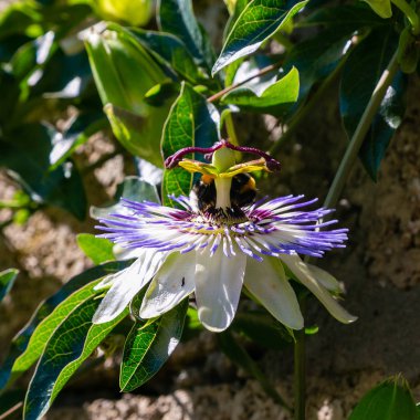 Mavi çiçek veya Passiflora (Passiflora caerulea) içinde tropikal bahçe bırakır. Güzel tutku meyve çiçek ya da Passiflora (Passifloraceae). Passiflora 550 türler bir cinsidir. Evergreen tropik sarmaşık