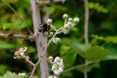 Böğürtlen'in çiçek açan dalı. Doğal bir arka plan üzerinde çiçekler ile Böğürtlen dalı. Bahçede Berry bitkileri