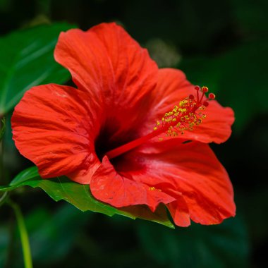 Bahçede ebegümeci çiçeği (Hibiscus gül sinensis). Karkade tropikal bahçe.