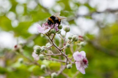 Böğürtlen'in çiçek açan dalı. Doğal bir arka plan üzerinde çiçekler ile Böğürtlen dalı. Bahçede Berry bitkileri