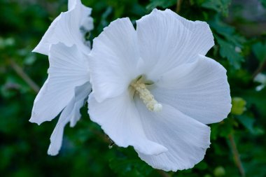 Bahçede ebegümeci çiçeği (Hibiscus gül sinensis). Karkade tropikal bahçe.
