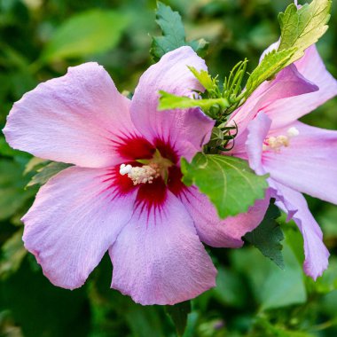 Bahçede ebegümeci çiçeği (Hibiscus gül sinensis). Karkade tropikal bahçe.
