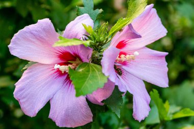 Bahçede ebegümeci çiçeği (Hibiscus gül sinensis). Karkade tropikal bahçe.