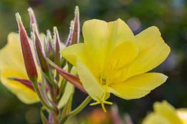 Akşam, gece mumu (lat. Oenothera) Selvi ailesinin bitkilerin bir cinstir (Onagraceae)