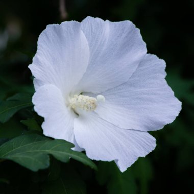Bahçede ebegümeci çiçeği (Hibiscus gül sinensis). Karkade tropikal bahçe.