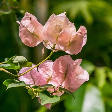 Çiçek açan begonvil. Mor begonviller çiçekleri. 