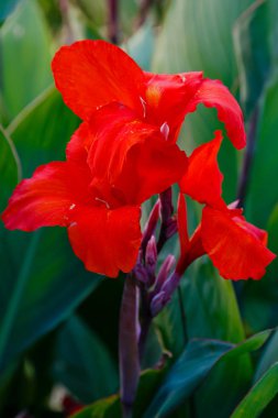 Zambak çiçekleri. Lily, Lily familyasından bir bitki cinsidir. Soğanlı çok yıllık otlar
