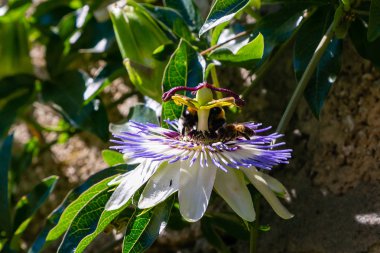 Mavi çiçek veya Passiflora (Passiflora caerulea) içinde tropikal bahçe bırakır. Güzel tutku meyve çiçek ya da Passiflora (Passifloraceae). Passiflora 550 türler bir cinsidir. Evergreen tropik sarmaşık