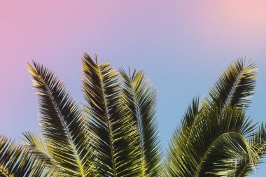 gökyüzü arka planda palmiye ağacı dalları