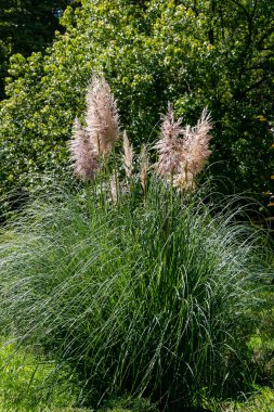 Bahçede Cortaderia selloana veya Pampas otları