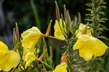 Akşam, gece mumu (lat. Oenothera) Selvi ailesinin bitkilerin bir cinstir (Onagraceae)