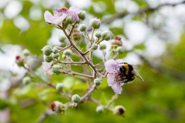 Böğürtlen'in çiçek açan dalı. Doğal bir arka plan üzerinde çiçekler ile Böğürtlen dalı. Bahçede Berry bitkileri