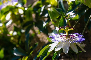 Mavi çiçek veya Passiflora (Passiflora caerulea) içinde tropikal bahçe bırakır. Güzel tutku meyve çiçek ya da Passiflora (Passifloraceae). Passiflora 550 türler bir cinsidir. Evergreen tropik sarmaşık