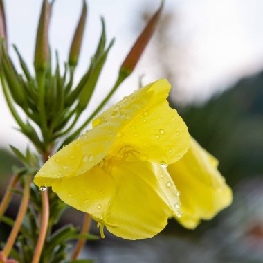 Akşam, gece mumu (lat. Oenothera) Selvi ailesinin bitkilerin bir cinstir (Onagraceae)