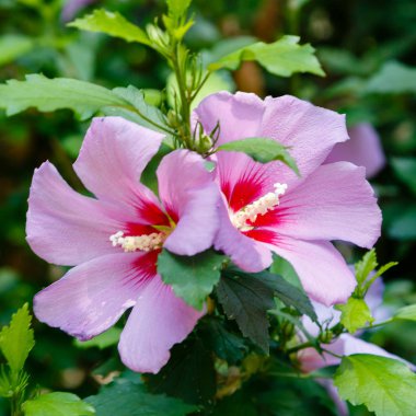 Bahçede ebegümeci çiçeği (Hibiscus gül sinensis). Karkade tropikal bahçe.