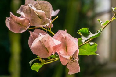 Çiçek açan begonvil. Mor begonviller çiçekleri. 