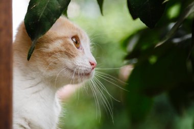 Sevimli kırmızı tüylü yavru kedi