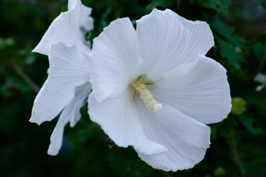 Bahçede ebegümeci çiçeği (Hibiscus gül sinensis). Karkade tropikal bahçe.