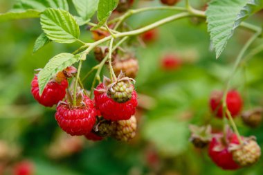 doğal arka planda ahududu Bush üzerinde ahududu. Bahçede büyüyen ahududu