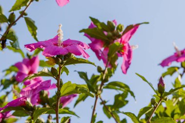 Bahçede ebegümeci çiçeği (Hibiscus gül sinensis). Karkade tropikal bahçe.