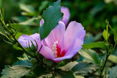 Bahçede ebegümeci çiçeği (Hibiscus gül sinensis). Karkade tropikal bahçe.