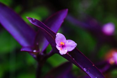 Mor Kalp çiçeği, yaklaş.