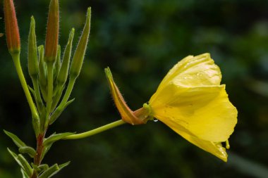 Akşam, gece mumu (lat. Oenothera) Selvi ailesinin bitkilerin bir cinstir (Onagraceae)