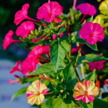 Mirabilis jalapa veya yaz bahçesinde Four o Clock güzel çiçekler. Renkli çiçek arka plan