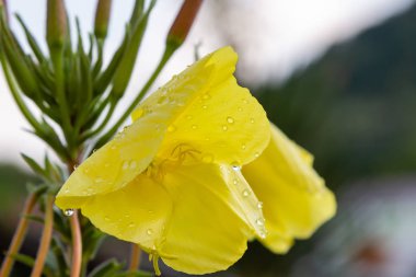 Akşam, gece mumu (lat. Oenothera) Selvi ailesinin bitkilerin bir cinstir (Onagraceae)