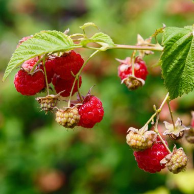doğal arka planda ahududu Bush üzerinde ahududu. Bahçede büyüyen ahududu