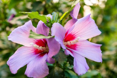 Bahçede ebegümeci çiçeği (Hibiscus gül sinensis). Karkade tropikal bahçe.